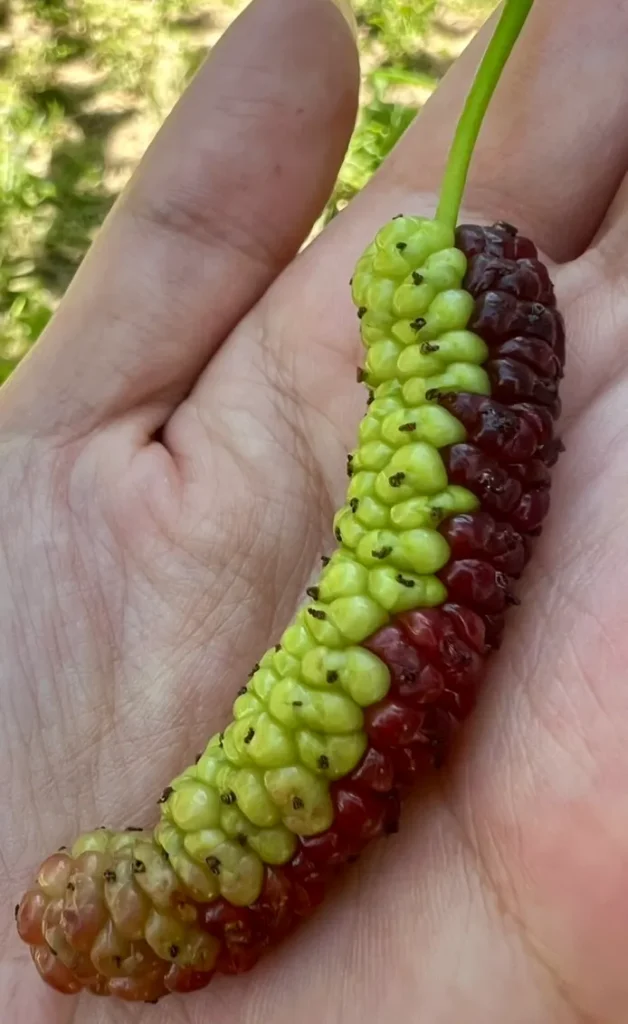 桑の実狩り Mulberry Upick