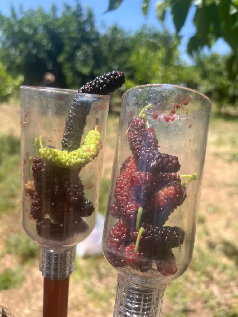 桑の実狩り Mulberry Upick