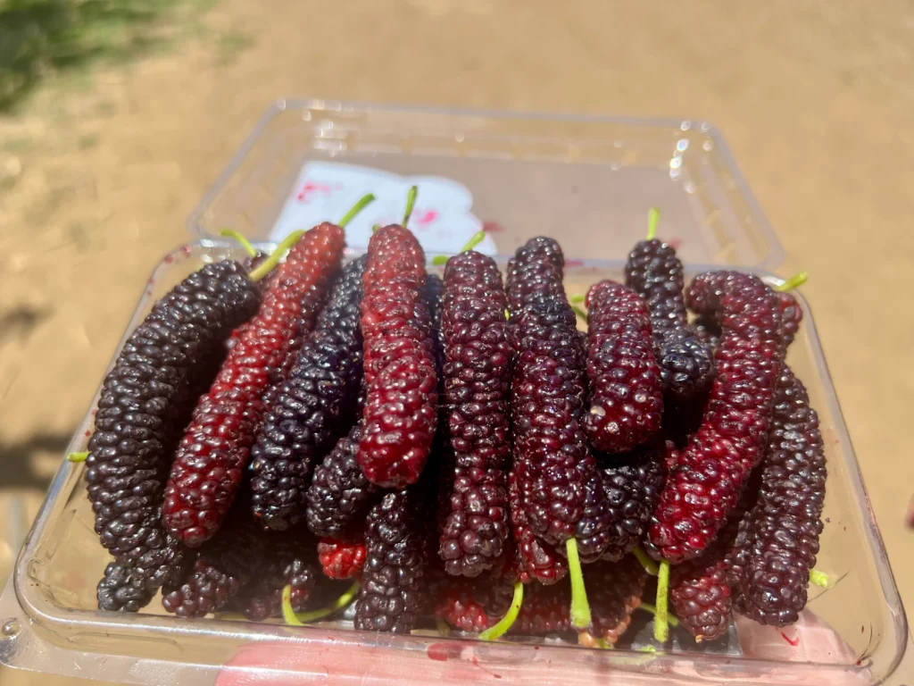桑の実狩り Mulberry Upick