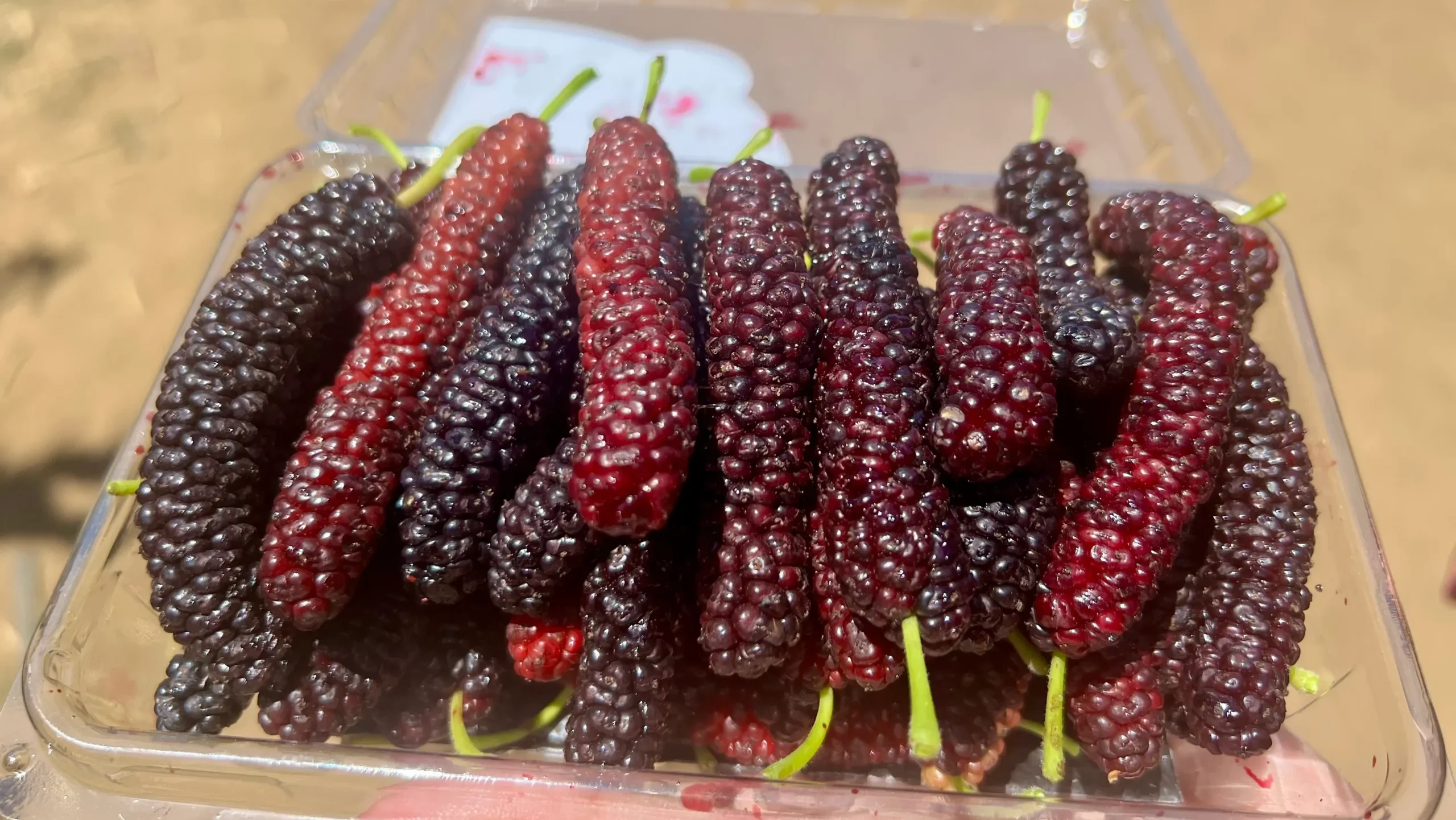 桑の実狩りに行ってきた！巨大マルベリー